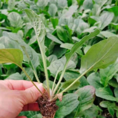 Touchhealthy Supply Gerbera Jamesonii Seedling/Gerbera African Daisy Seedling