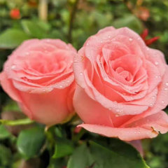 Touchhealthy Supply Rose Seedlings/Rose Small Plant/Rose Young Plant