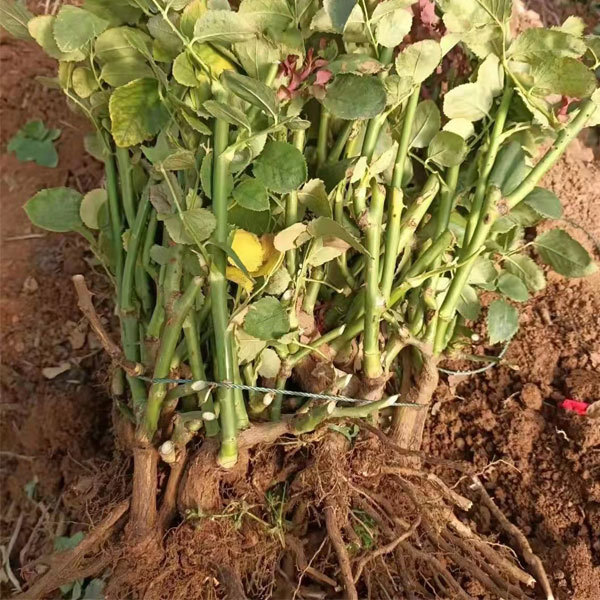 Touchhealthy Supply Rose Seedlings/Rose Small Plant/Rose Young Plant