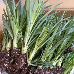 Touchhealthy Supply Dianthus Caryophyllus Seedling/Carnation Seedling