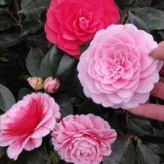 Touchhealthy Supply Camellia Flower Seedling/Camellia Japonica Seedlings