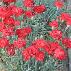 Touchhealthy Supply Dianthus Caryophyllus Seedling/Carnation Seedling