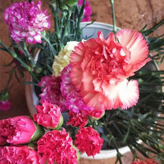 Touchhealthy Supply Dianthus Caryophyllus Seedling/Carnation Seedling