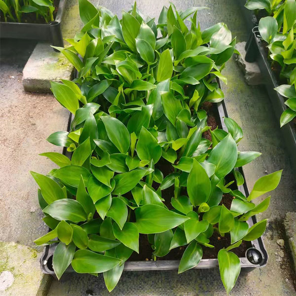 Touchhealthy Supply Strelitzia Reginae Seedling/Strelitzia Nicolai Seedling Flower Seedlings