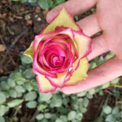 Touchhealthy Supply Rose Seedlings/Rose Small Plant/Rose Young Plant