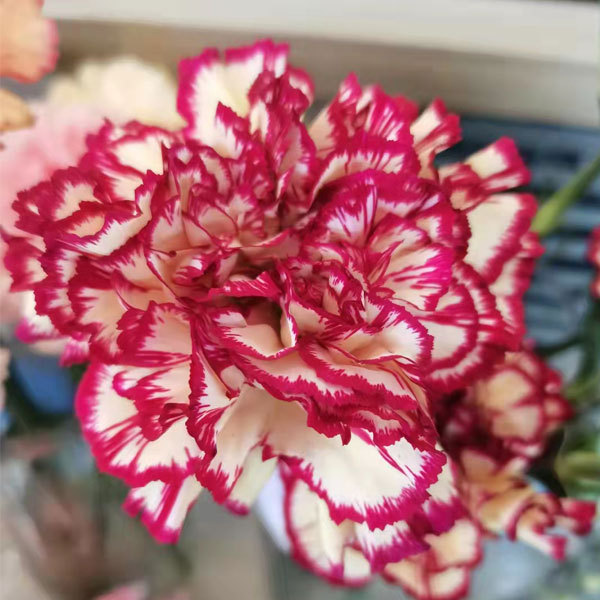 Touchhealthy Supply Dianthus Caryophyllus Seedling/Carnation Seedling