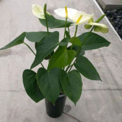 Touchhealthy Supply Spathiphyllum Seedling/Anthurium Seedling