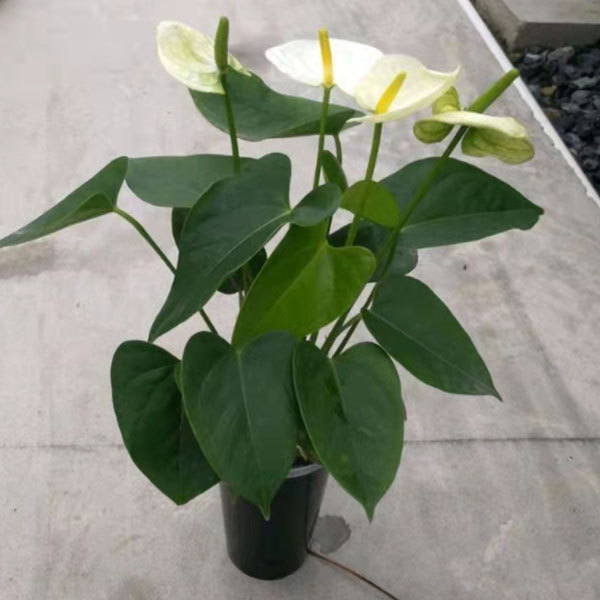 Touchhealthy Supply Spathiphyllum Seedling/Anthurium Seedling