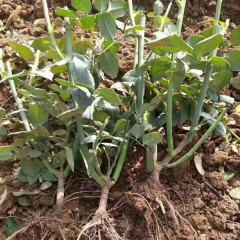 Touchhealthy Supply Rose Seedlings/Rose Small Plant/Rose Young Plant