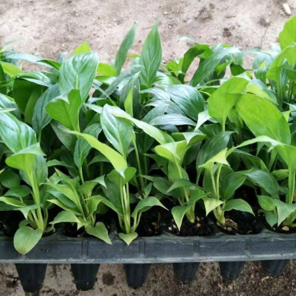 Touchhealthy Supply Spathiphyllum Seedling/Anthurium Seedling