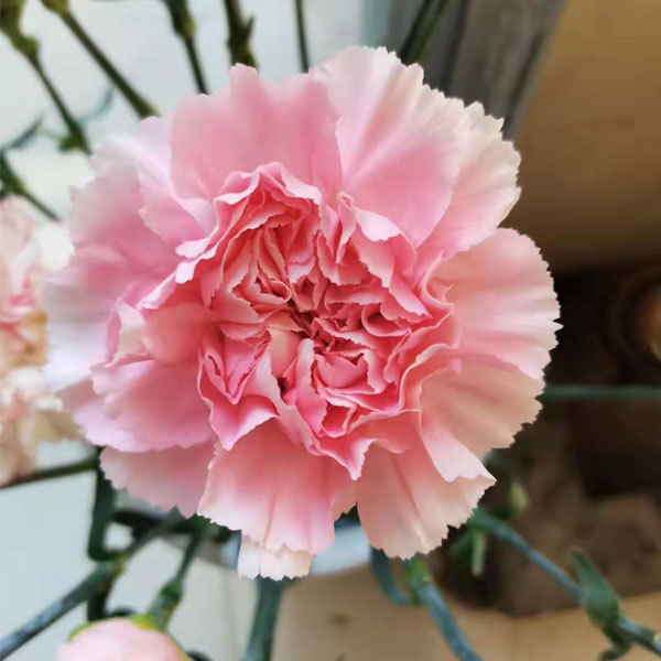 Touchhealthy Supply Dianthus Caryophyllus Seedling/Carnation Seedling