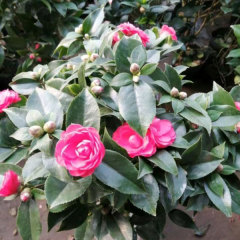 Touchhealthy Supply Camellia Flower Seedling/Camellia Japonica Seedlings