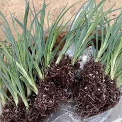 Touchhealthy Supply Dianthus Caryophyllus Seedling/Carnation Seedling