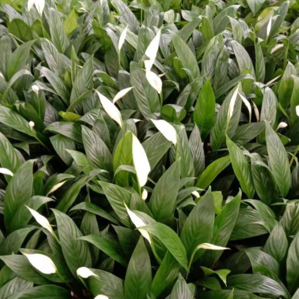 Touchhealthy Supply Spathiphyllum Seedling/Anthurium Seedling