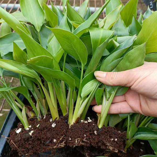 Touchhealthy Supply Strelitzia Reginae Seedling/Strelitzia Nicolai Seedling Flower Seedlings