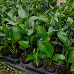Touchhealthy Supply Strelitzia Reginae Seedling/Strelitzia Nicolai Seedling Flower Seedlings