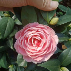 Touchhealthy Supply Camellia Flower Seedling/Camellia Japonica Seedlings