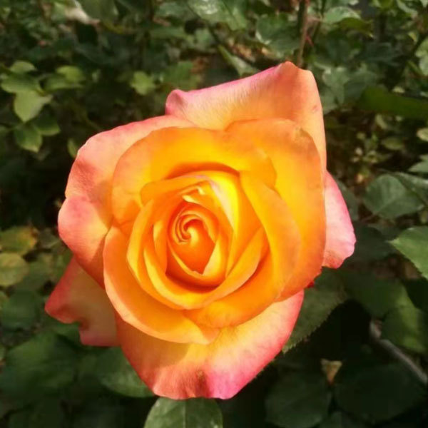 Touchhealthy Supply Rose Seedlings/Rose Small Plant/Rose Young Plant