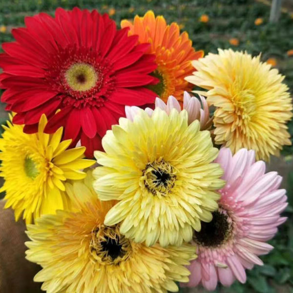 Touchhealthy Supply Gerbera Jamesonii Seedling/Gerbera African Daisy Seedling