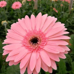 Touchhealthy Supply Gerbera Jamesonii Seedling/Gerbera African Daisy Seedling