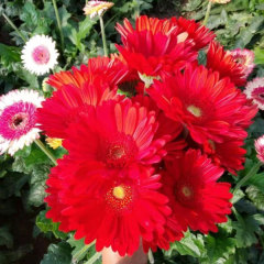 Touchhealthy Supply Gerbera Jamesonii Seedling/Gerbera African Daisy Seedling