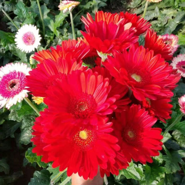 Touchhealthy Supply Gerbera Jamesonii Seedling/Gerbera African Daisy Seedling