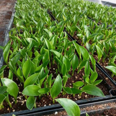 Touchhealthy Supply Strelitzia Reginae Seedling/Strelitzia Nicolai Seedling Flower Seedlings