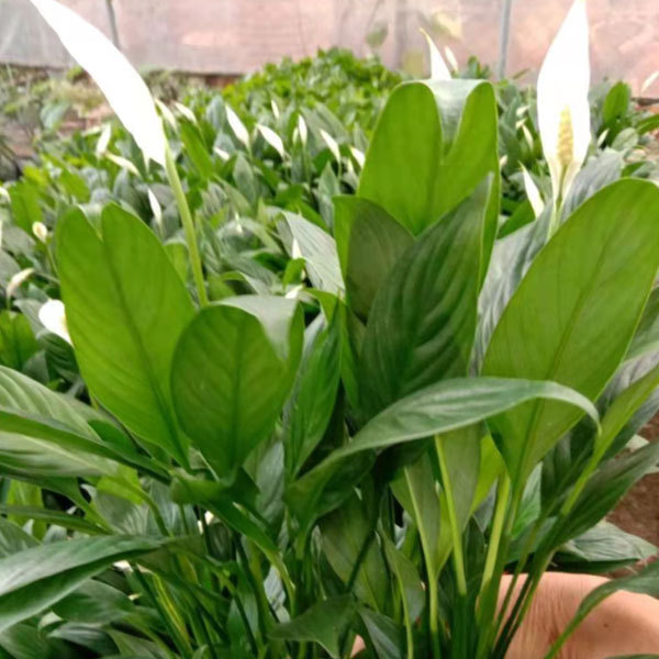 Touchhealthy Supply Spathiphyllum Seedling/Anthurium Seedling