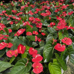 Touchhealthy Supply Spathiphyllum Seedling/Anthurium Seedling