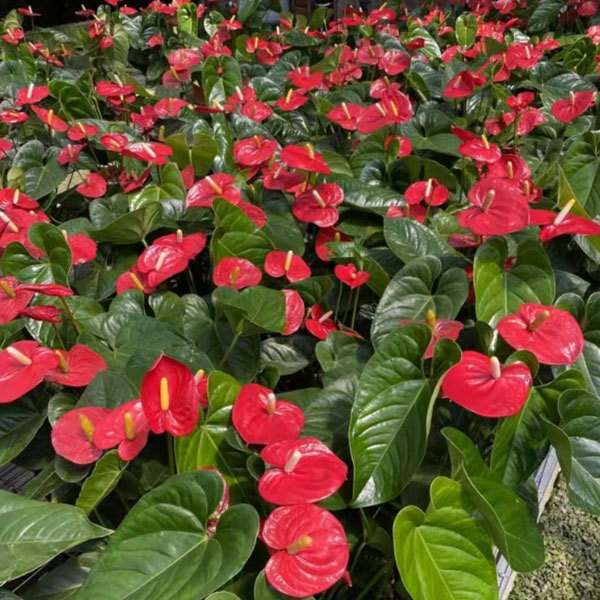 Touchhealthy Supply Spathiphyllum Seedling/Anthurium Seedling