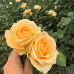 Touchhealthy Supply Rose Seedlings/Rose Small Plant/Rose Young Plant