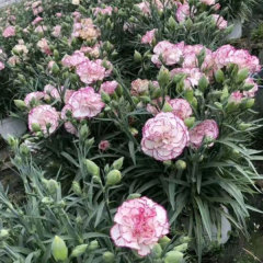 Touchhealthy Supply Dianthus Caryophyllus Seedling/Carnation Seedling