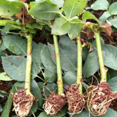 Touchhealthy Supply Rose Seedlings/Rose Small Plant/Rose Young Plant