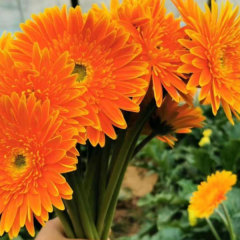 Touchhealthy Supply Gerbera Jamesonii Seedling/Gerbera African Daisy Seedling