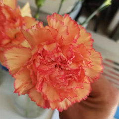 Touchhealthy Supply Dianthus Caryophyllus Seedling/Carnation Seedling