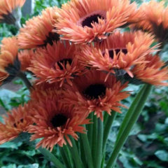 Touchhealthy Supply Gerbera Jamesonii Seedling/Gerbera African Daisy Seedling