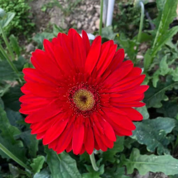 Touchhealthy Supply Gerbera Jamesonii Seedling/Gerbera African Daisy Seedling