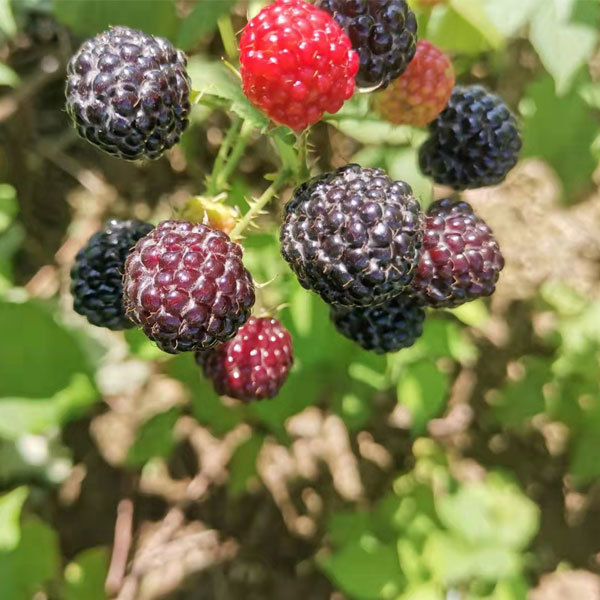 Touchhealthy Supply Black Raspberry Seedlings