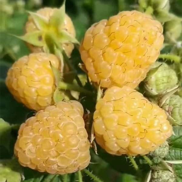 Touchhealthy Supply Yellow Raspberry Seedlings