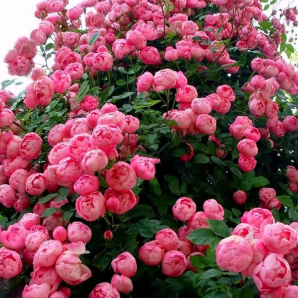 Touchhealthy Supply Rosa Multiflora Seedling/Climbing Rose Seedling