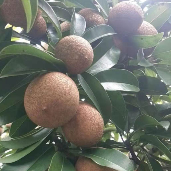 Touchhealthy Supply Sapodilla Seedling/Naseberry Seedling