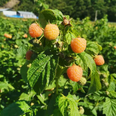 Touchhealthy Supply Yellow Raspberry Seedlings