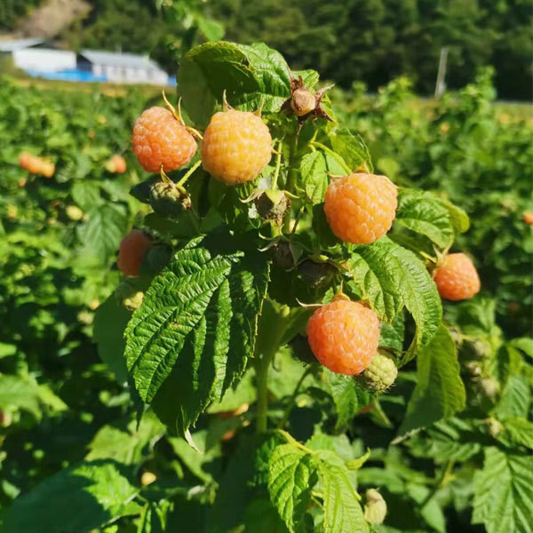 Touchhealthy Supply Yellow Raspberry Seedlings