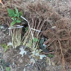 Touchhealthy Supply Black Raspberry Seedlings