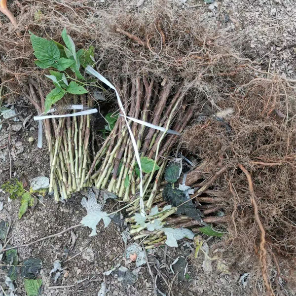 Touchhealthy Supply Black Raspberry Seedlings