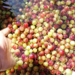 Touchhealthy Supply Physali Alkekengi Seedling/Cape Gooseberry Seedling/Physalis Peruviana Seedling