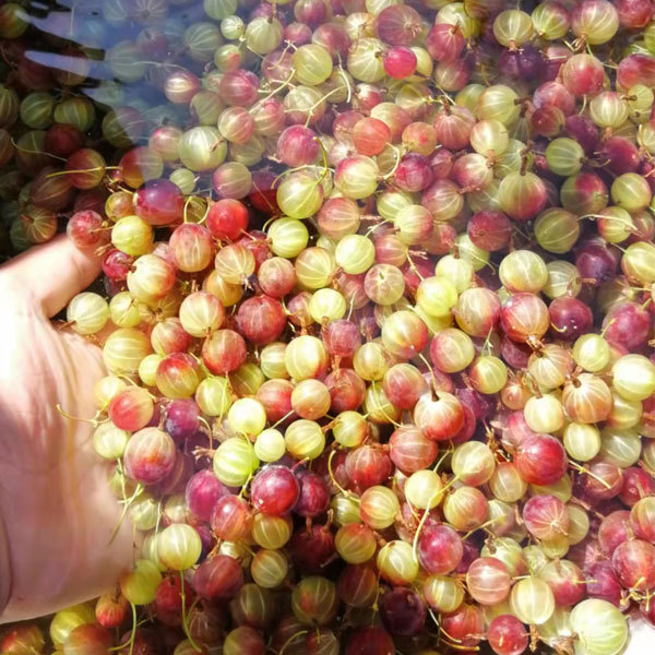 Touchhealthy Supply Physali Alkekengi Seedling/Cape Gooseberry Seedling/Physalis Peruviana Seedling