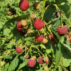 Touchhealthy Supply Red Raspberry Seedlings