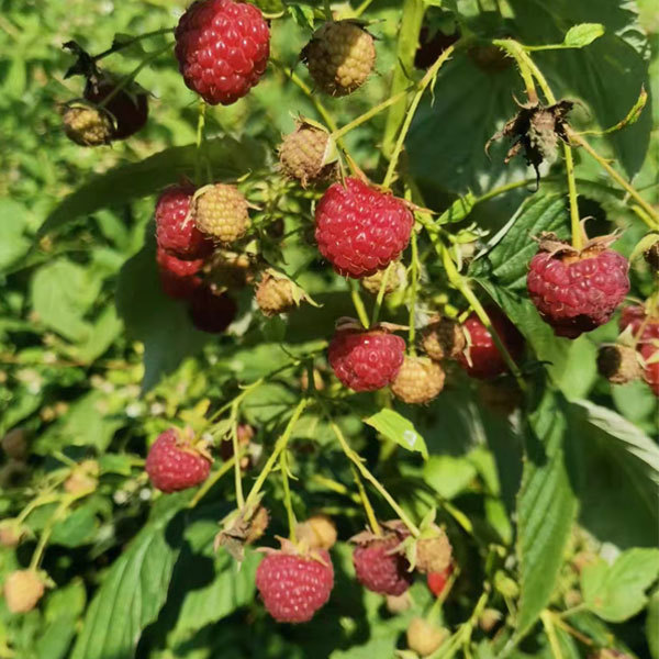 Touchhealthy Supply Red Raspberry Seedlings