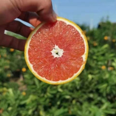 Touchhealthy Supply Red Orange Seedlings